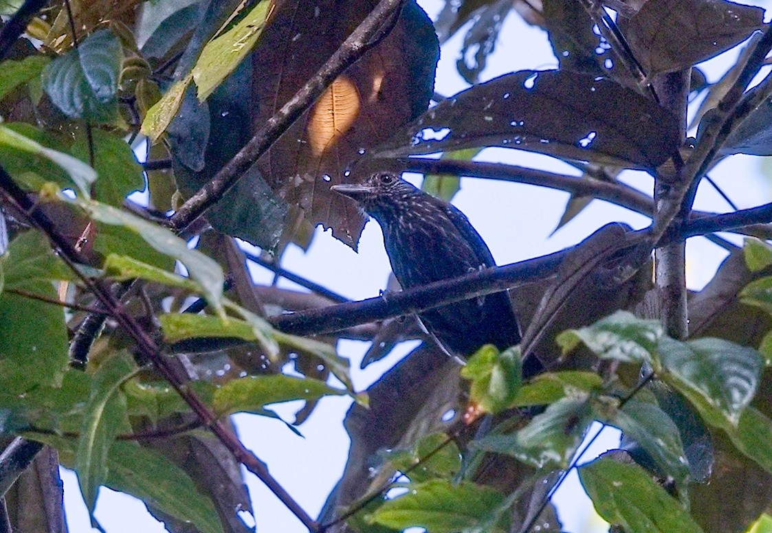 Black-hooded Antshrike - ML646203622