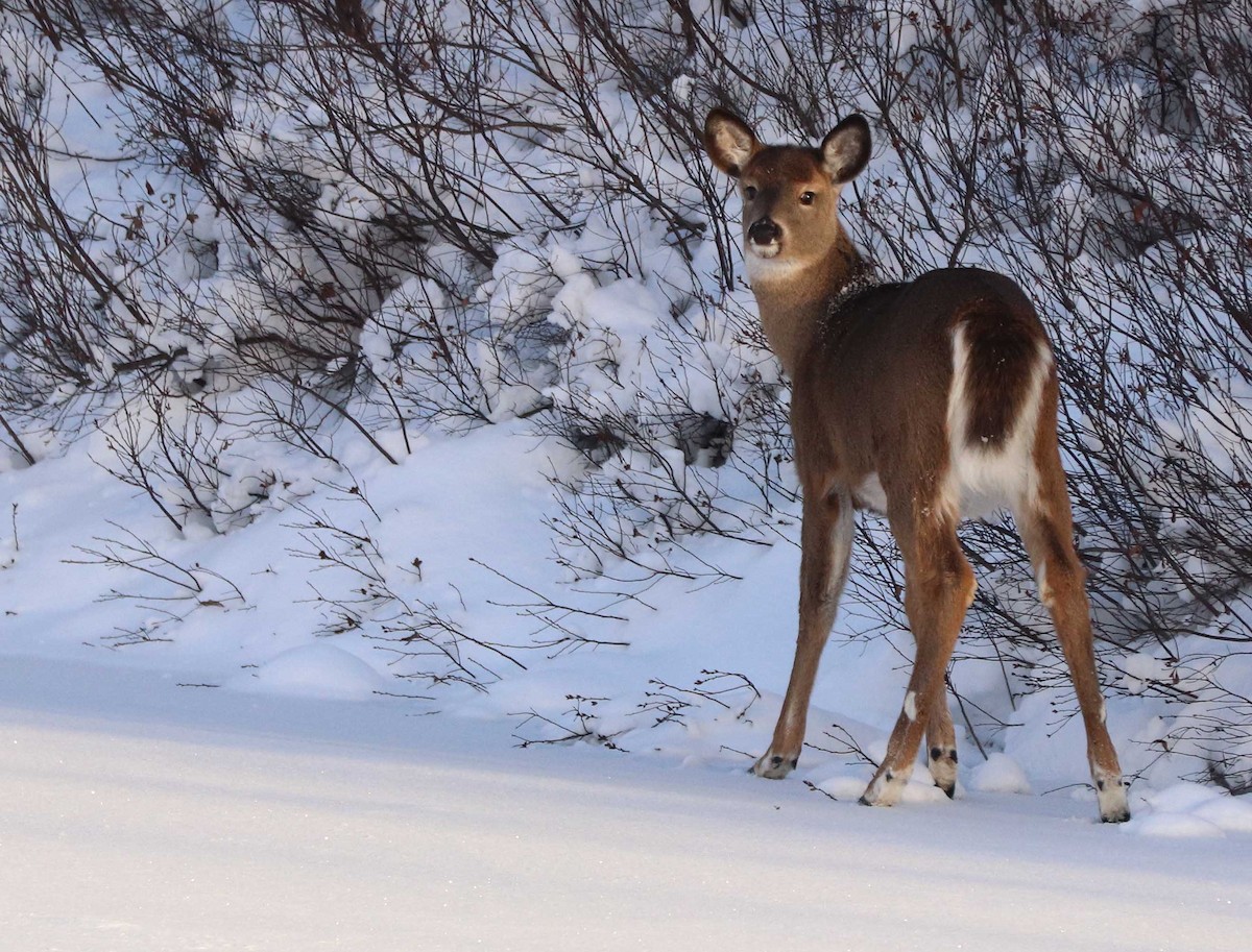 Animals - ML646203630