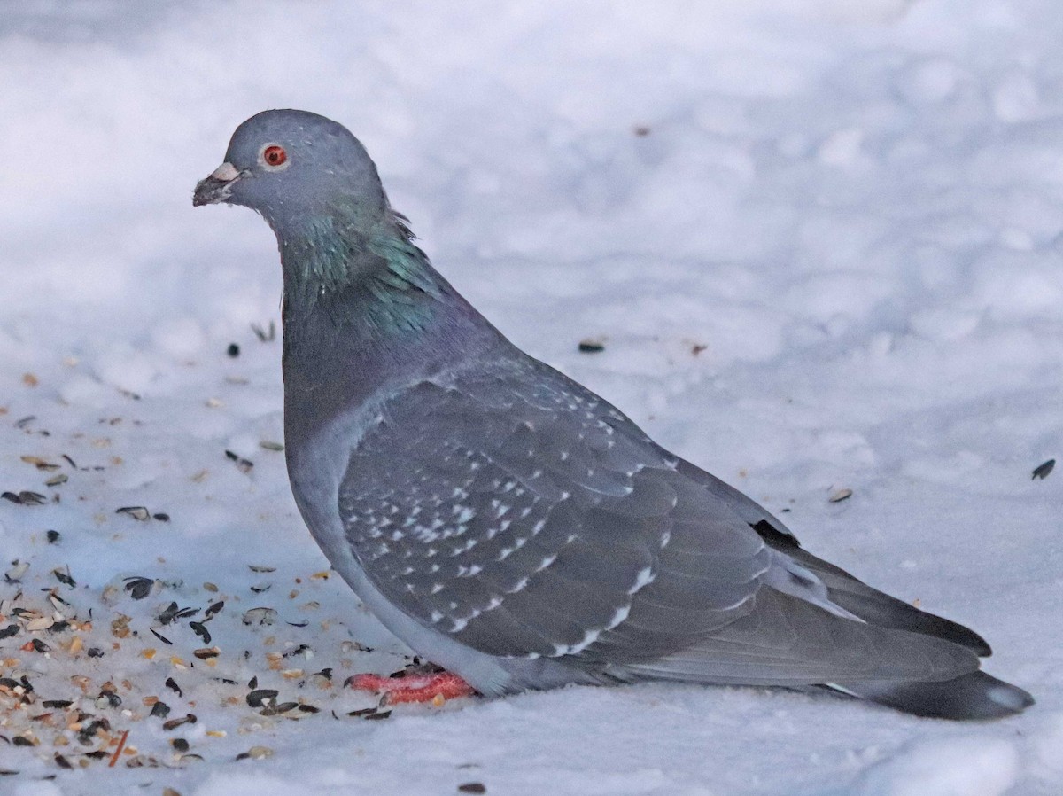 Хөхвөр тагтаа (суурин газрын) - ML646203640