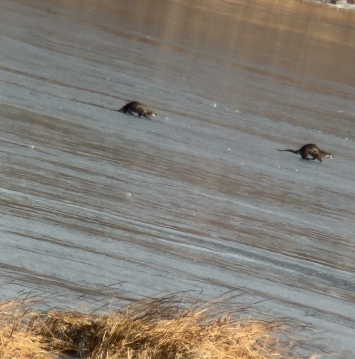 North American River Otter - ML646203641
