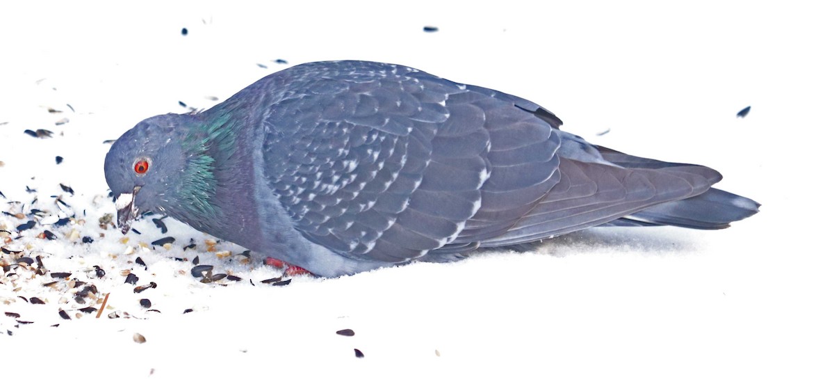 Хөхвөр тагтаа (суурин газрын) - ML646203643