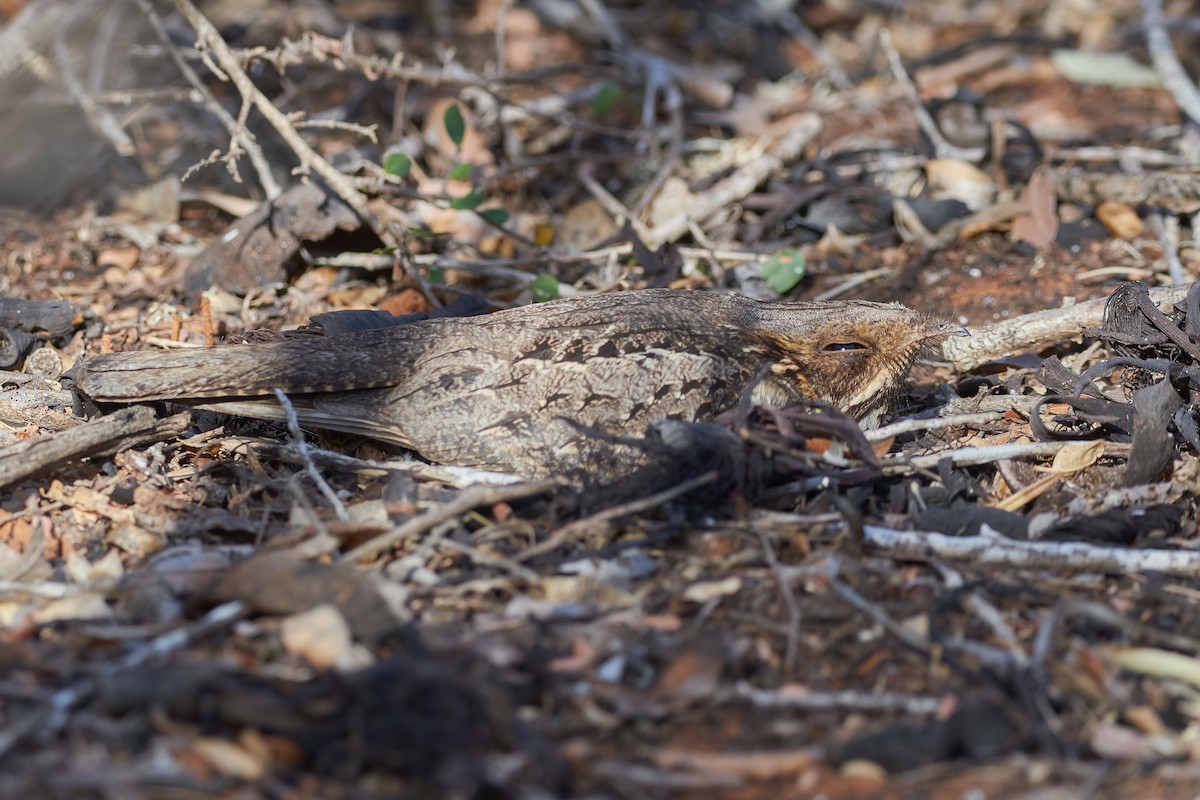 Madagascar Nightjar - ML646203645