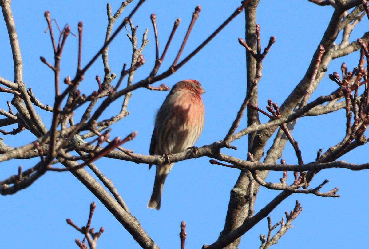 House Finch - ML646203647