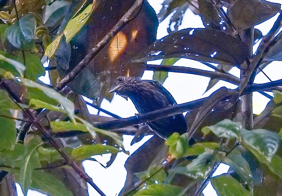Black-hooded Antshrike - ML646203651