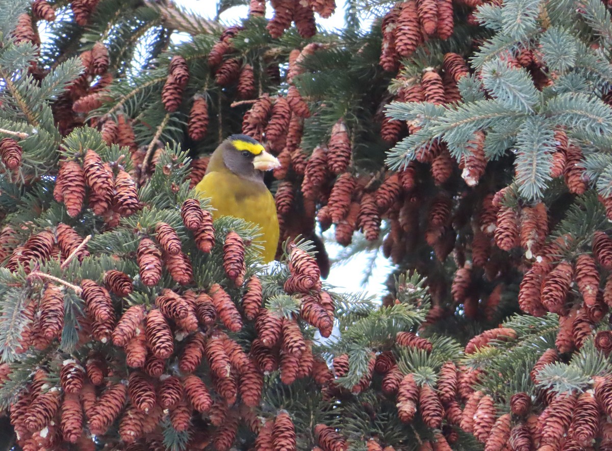 Evening Grosbeak - ML646203653