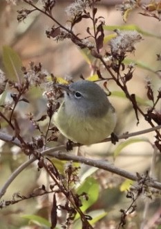 Turuncu Taçlı Ötleğen (celata/orestera) - ML646203660