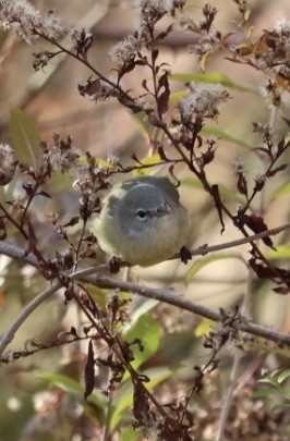 Turuncu Taçlı Ötleğen (celata/orestera) - ML646203661