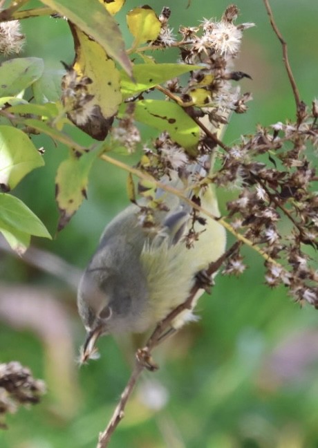 Turuncu Taçlı Ötleğen (celata/orestera) - ML646203662