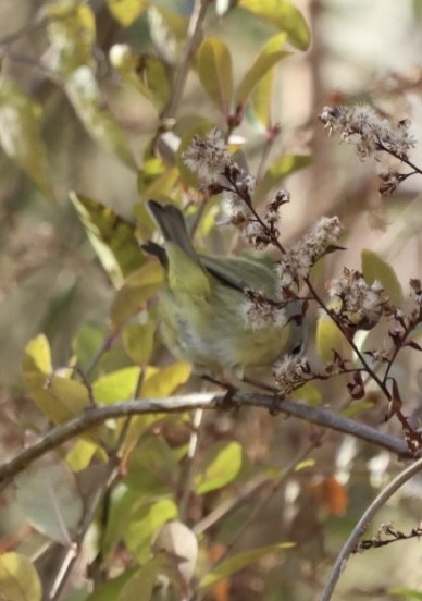 Turuncu Taçlı Ötleğen (celata/orestera) - ML646203663