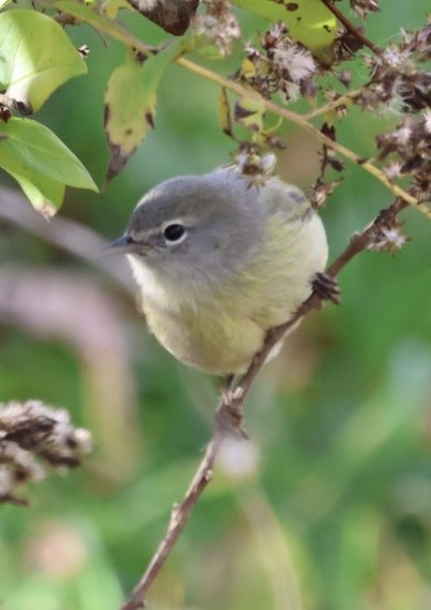 Turuncu Taçlı Ötleğen (celata/orestera) - ML646203664