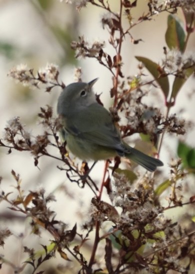 Turuncu Taçlı Ötleğen (celata/orestera) - ML646203665