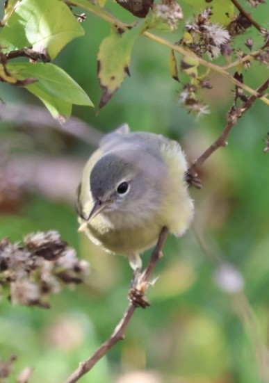 Turuncu Taçlı Ötleğen (celata/orestera) - ML646203666