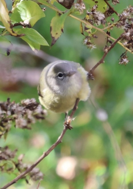 Turuncu Taçlı Ötleğen (celata/orestera) - ML646203667