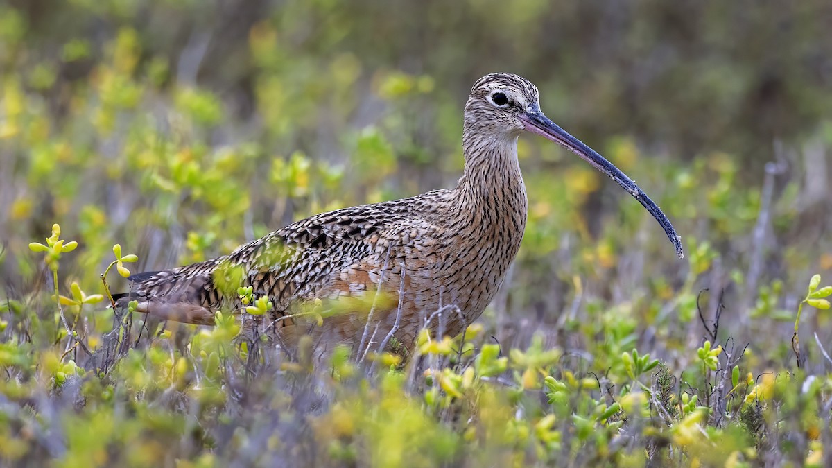 Кульон американський - ML646203669