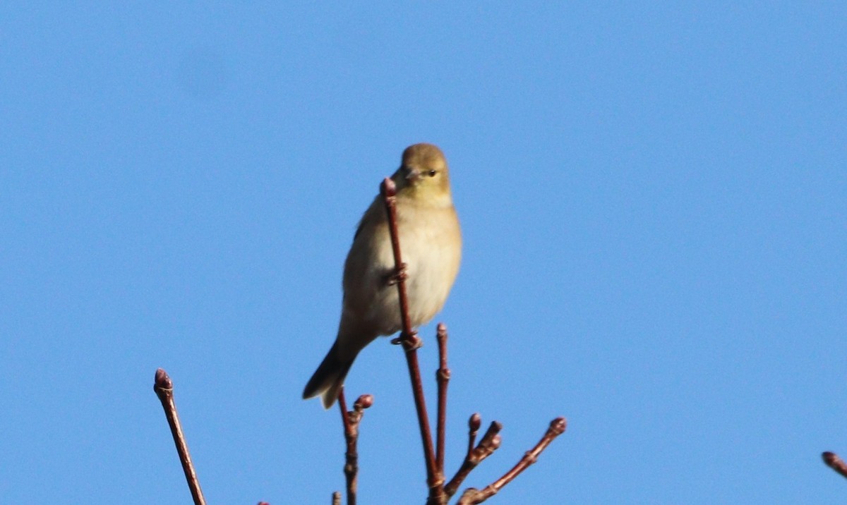 American Goldfinch - ML646203670