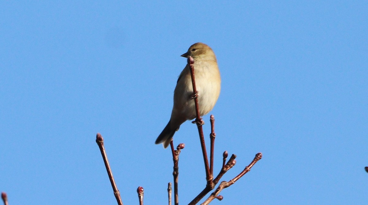 American Goldfinch - ML646203671