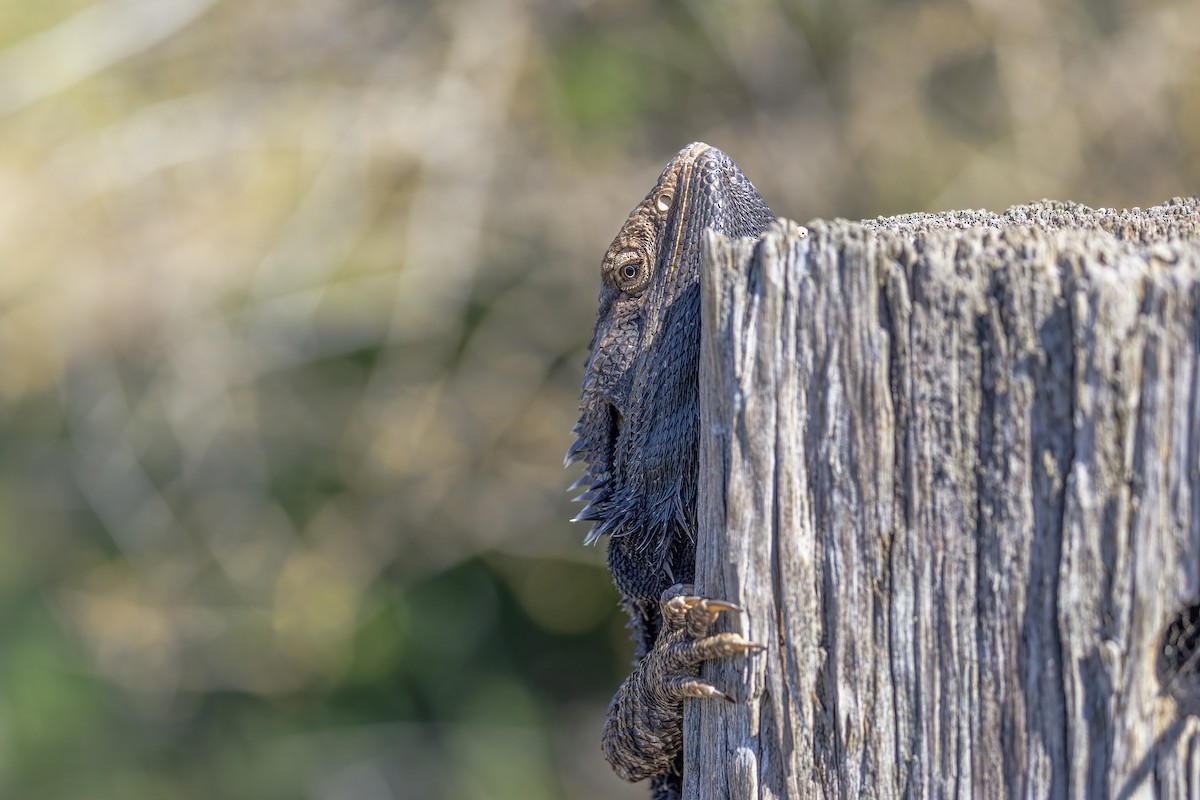 Bearded Dragons - ML646203692