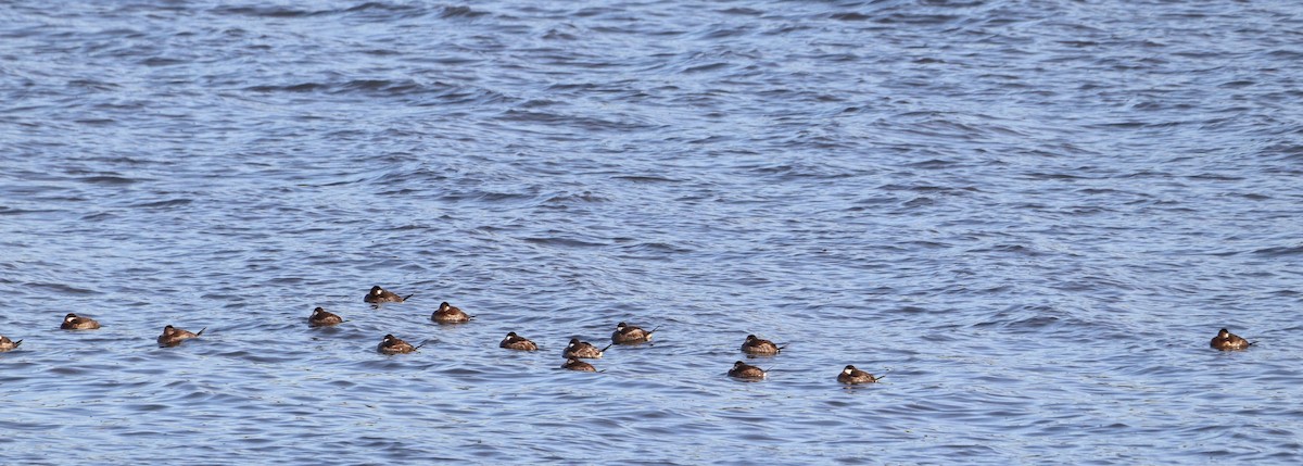 Ruddy Duck - ML646203698