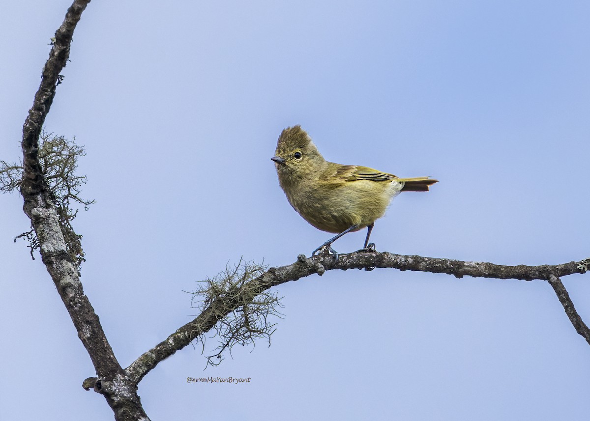 キマユガラ - ML646203700