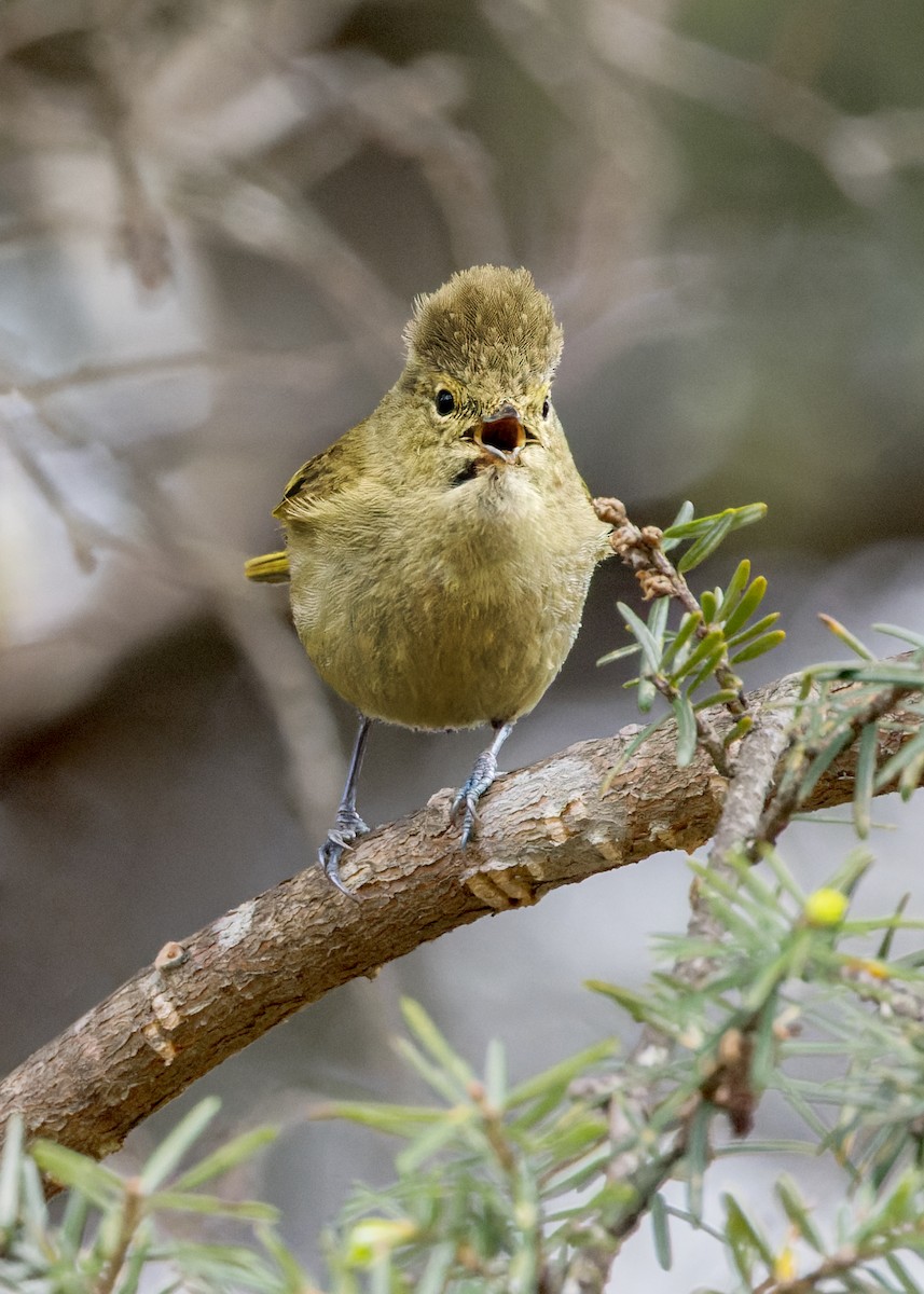 キマユガラ - ML646203701