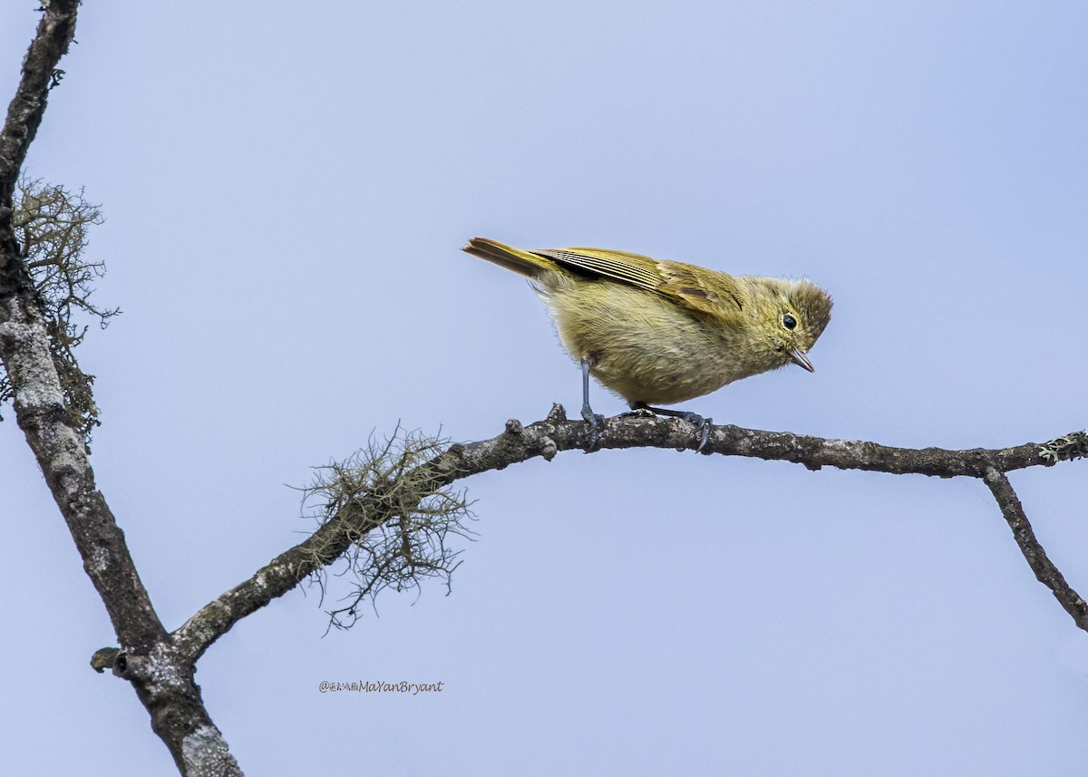 キマユガラ - ML646203702