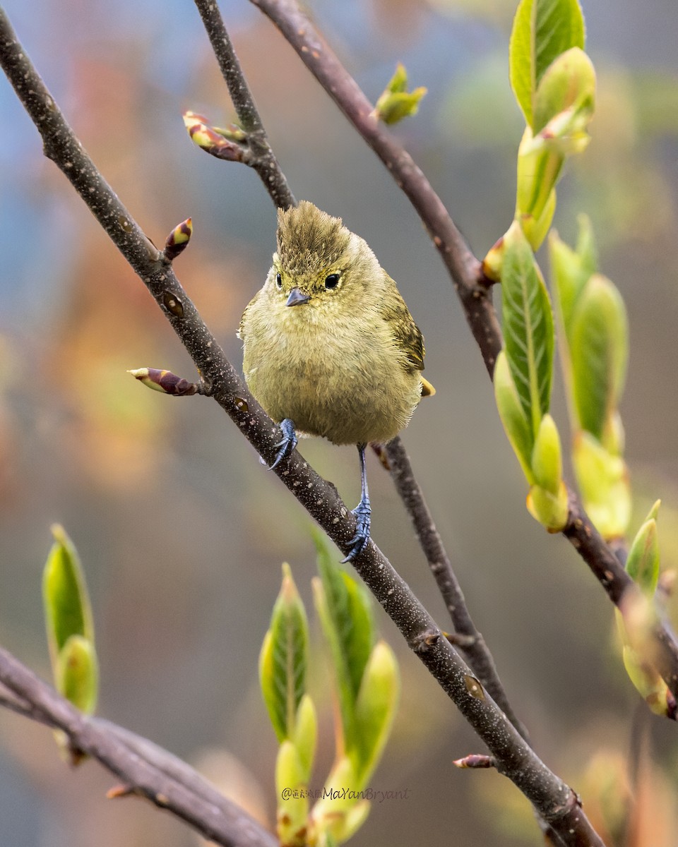 キマユガラ - ML646203703