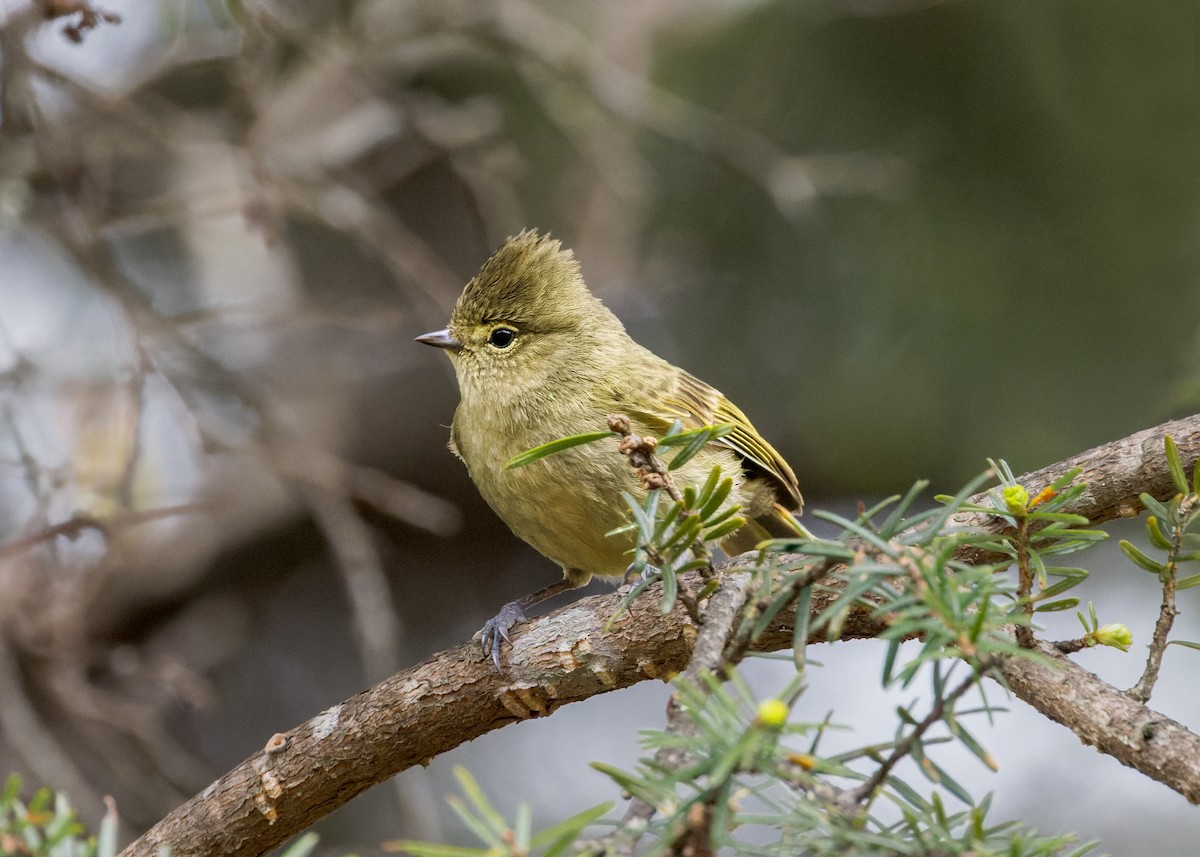 キマユガラ - ML646203705