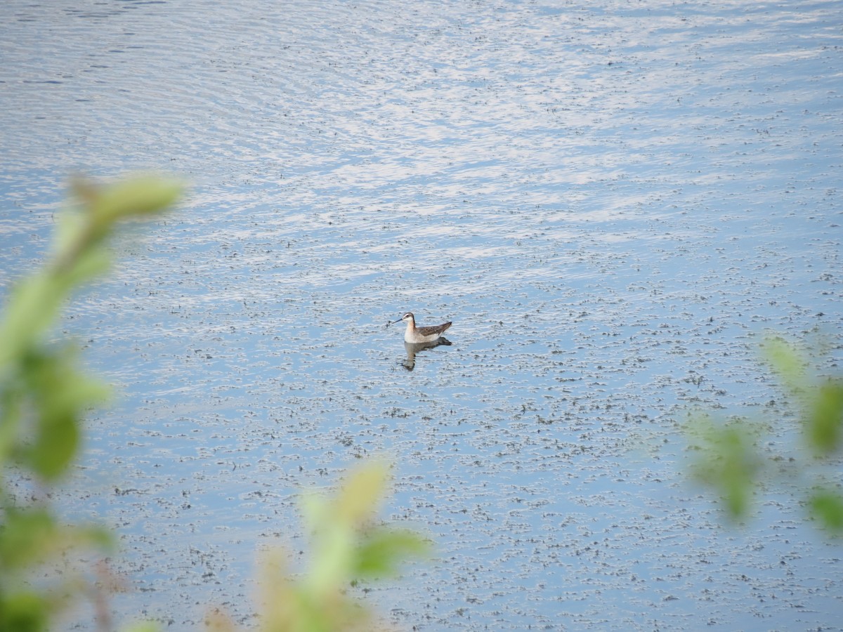 Wilsonwassertreter - ML646203706