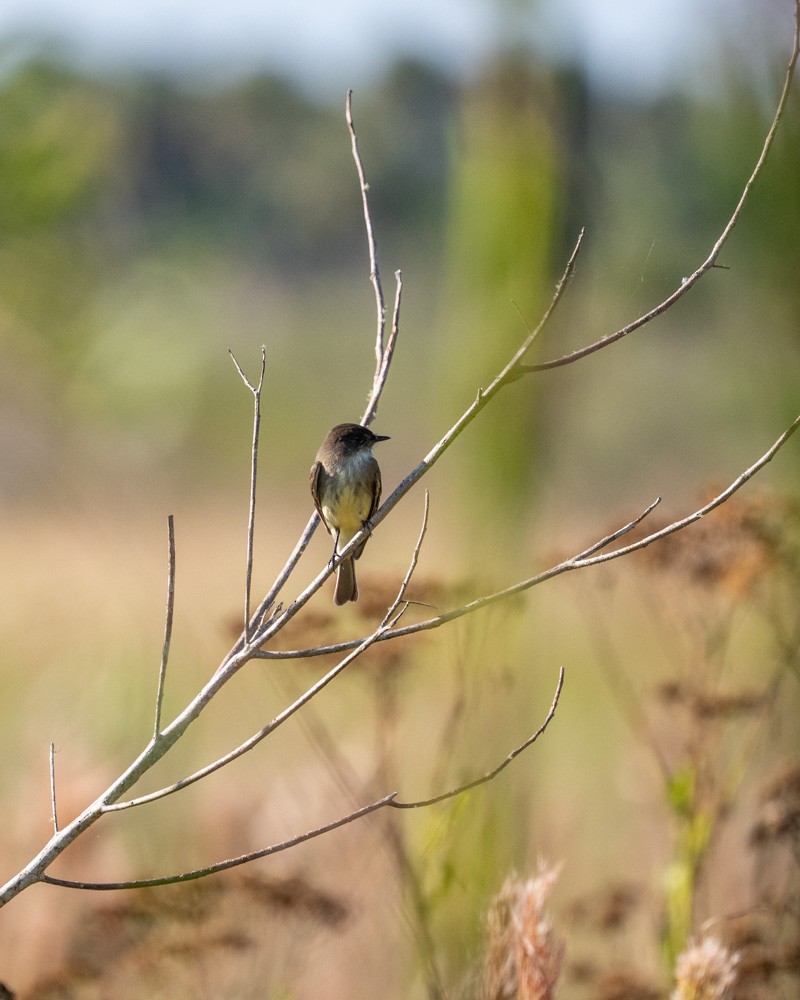 tyranovec domácí - ML646203707