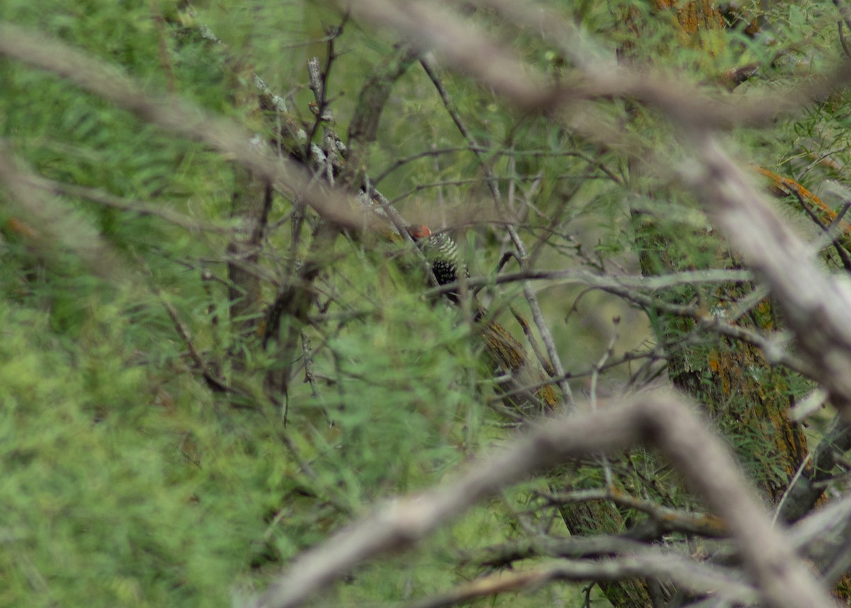 Ladder-backed Woodpecker - ML646203710