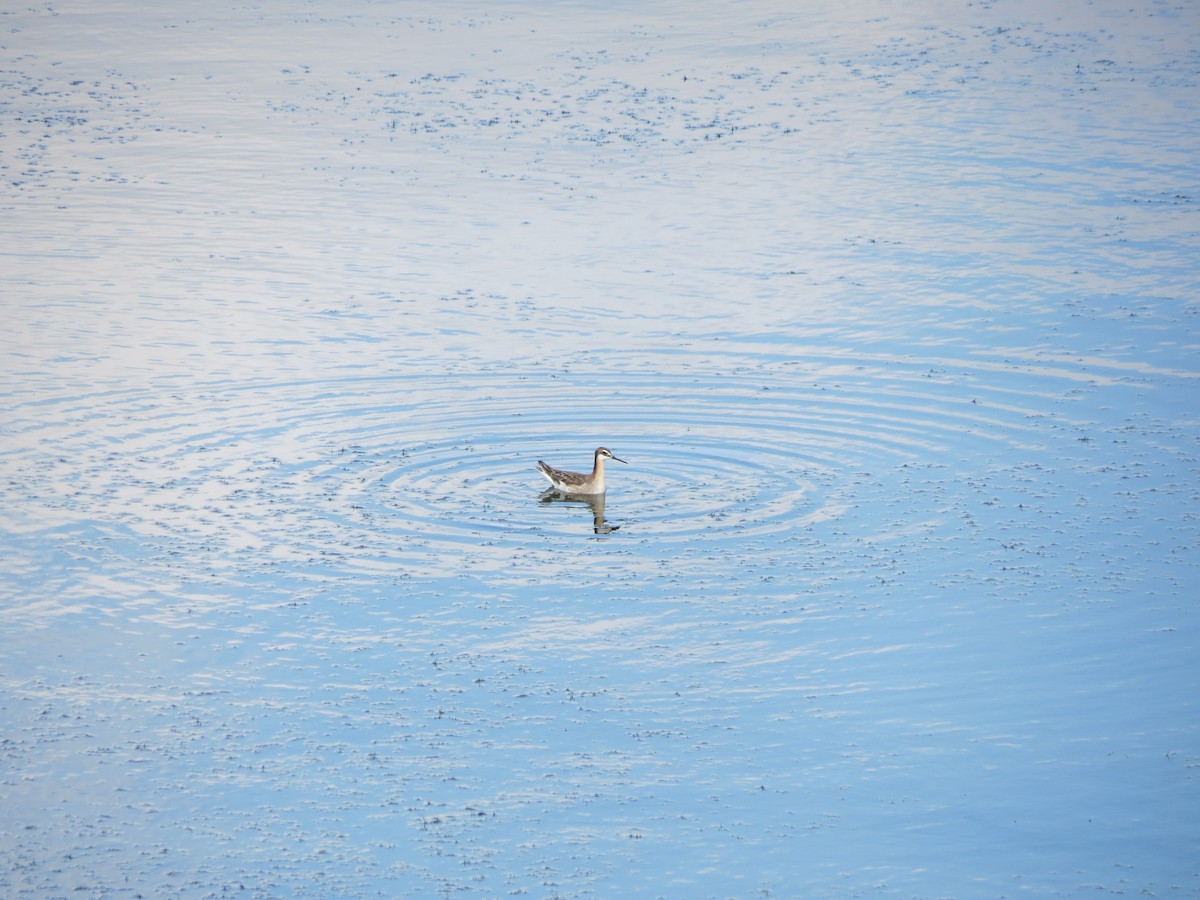 Wilsonwassertreter - ML646203713