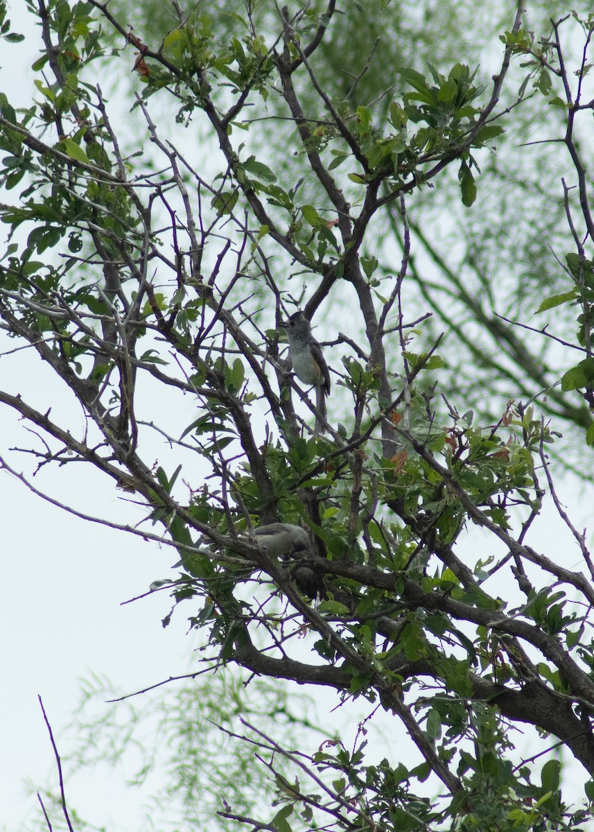 Black-crested Titmouse - ML646203715