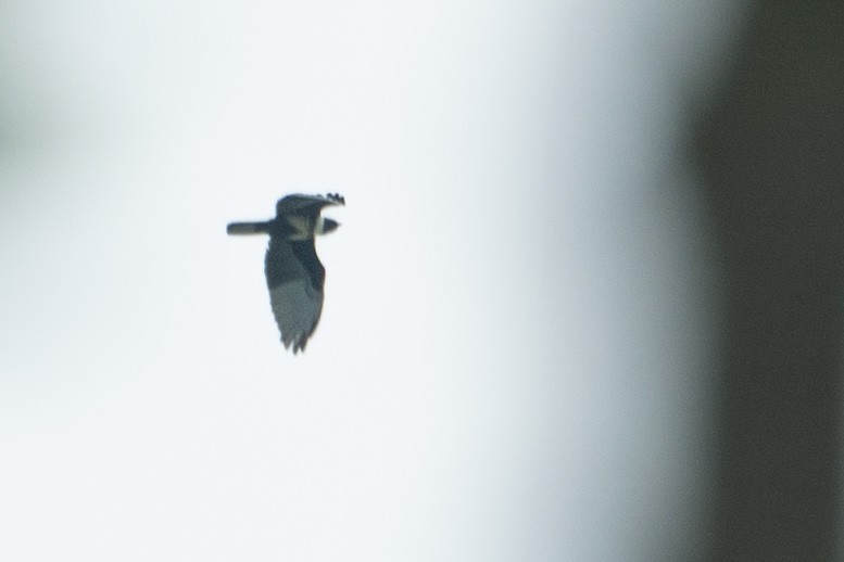 Black Baza - ML646203716