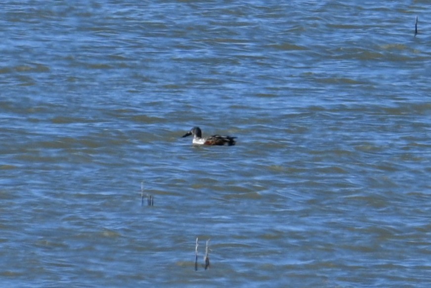 Northern Shoveler - ML646203717
