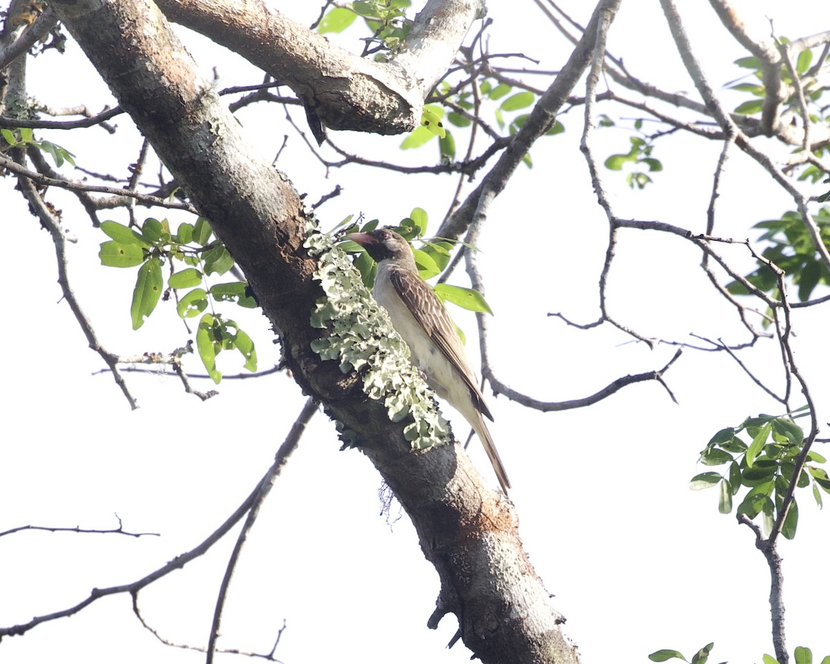 Greater Honeyguide - ML646203733