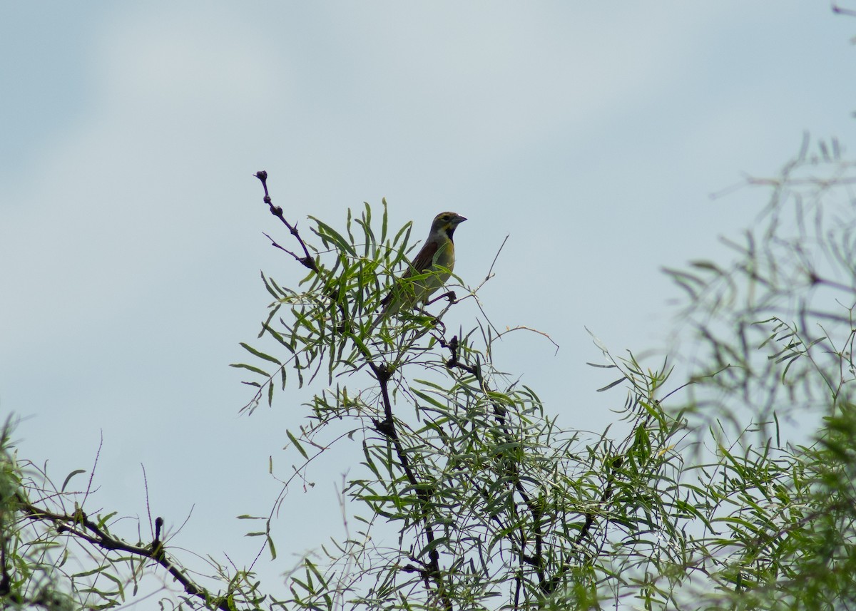 Dickcissel - ML646203734
