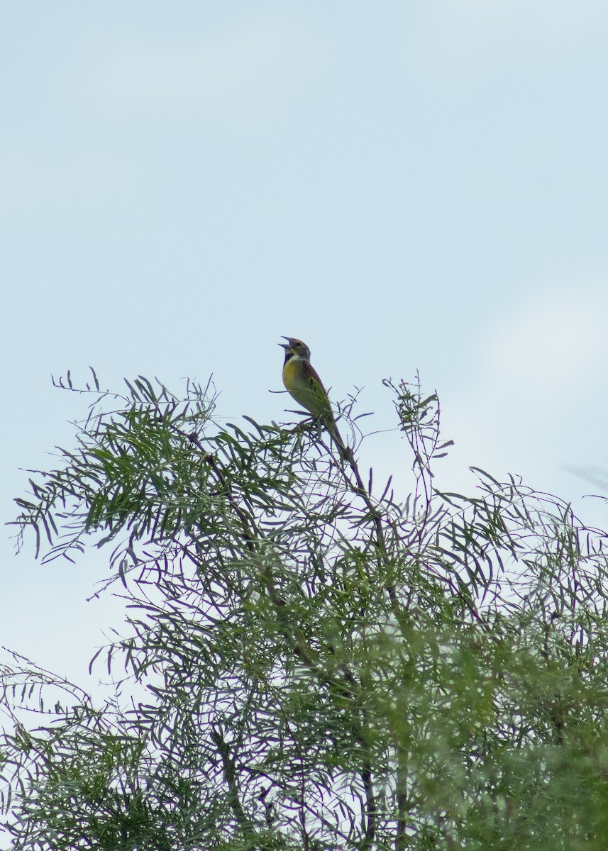 Dickcissel - ML646203736
