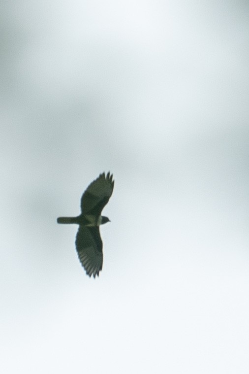 Black Baza - ML646203744