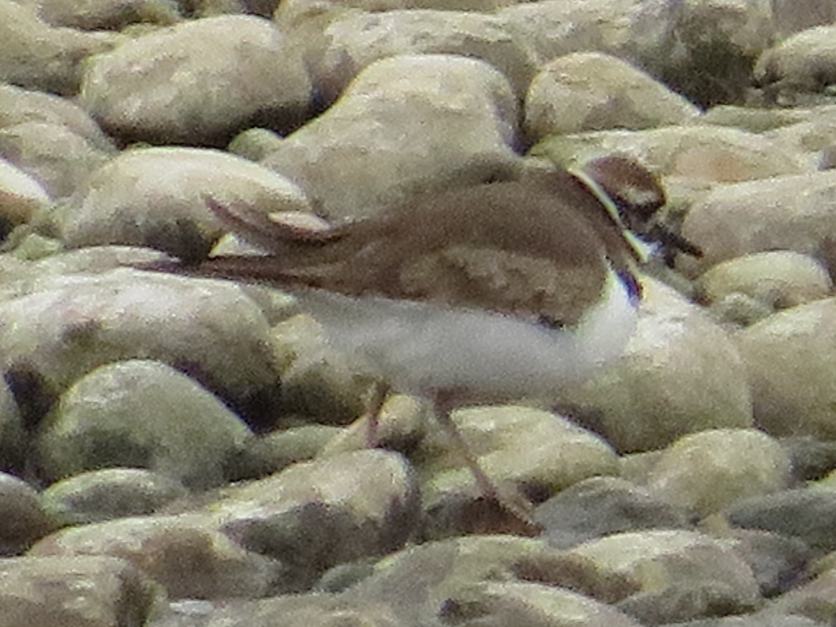 kulík rezavoocasý - ML646203746