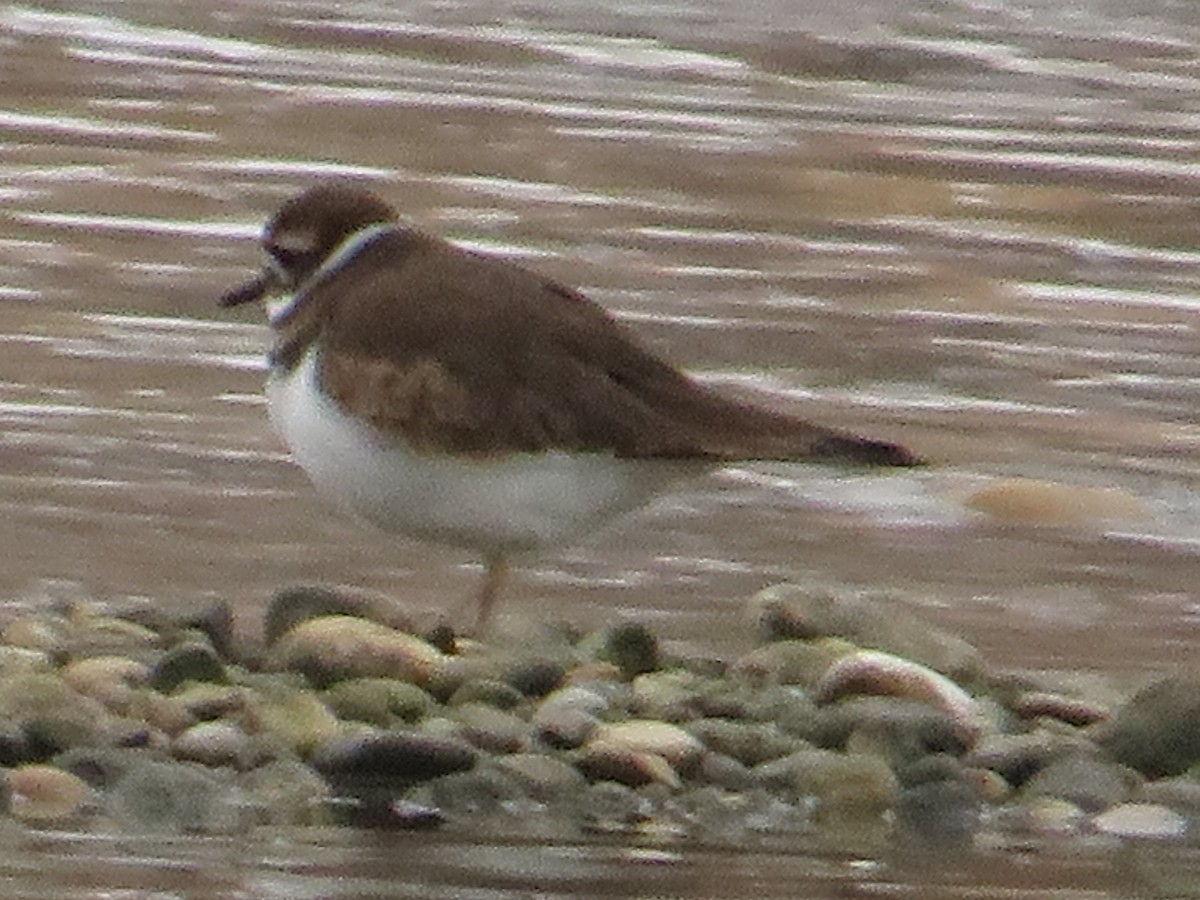 kulík rezavoocasý - ML646203747