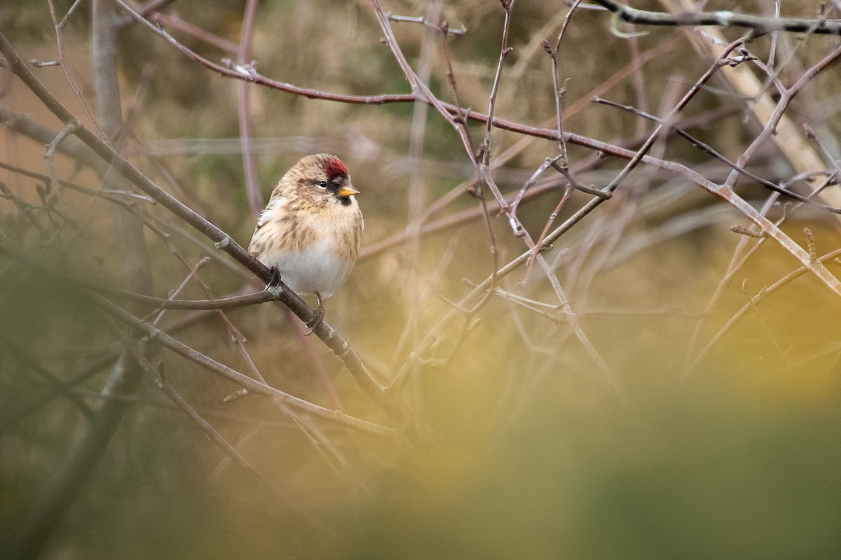 Redpoll (Lesser) - ML646203750