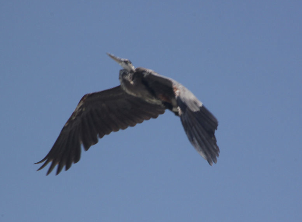 Great Blue Heron - ML646203751