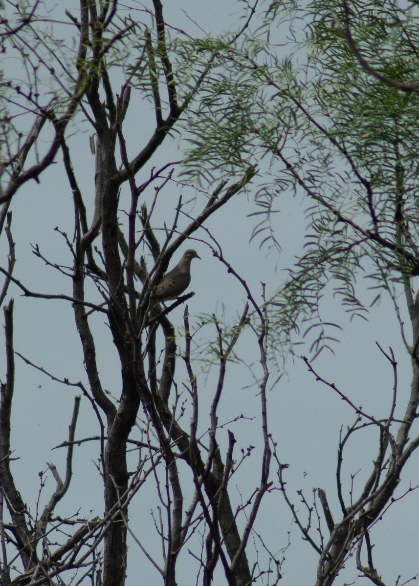 Mourning Dove - ML646203752