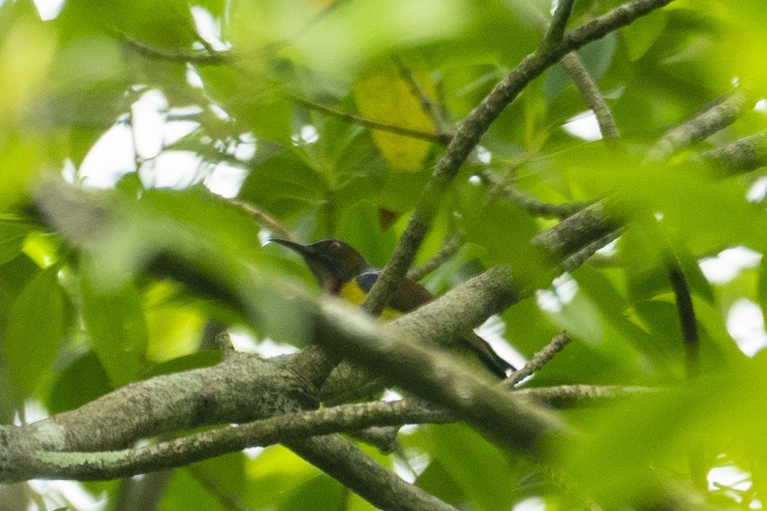 Brown-throated Sunbird - ML646203753