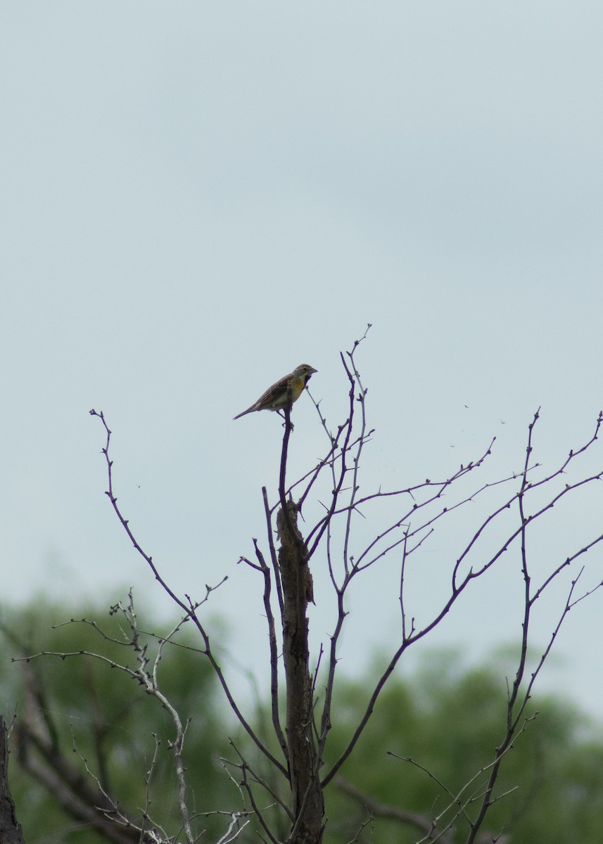 Dickcissel - ML646203759