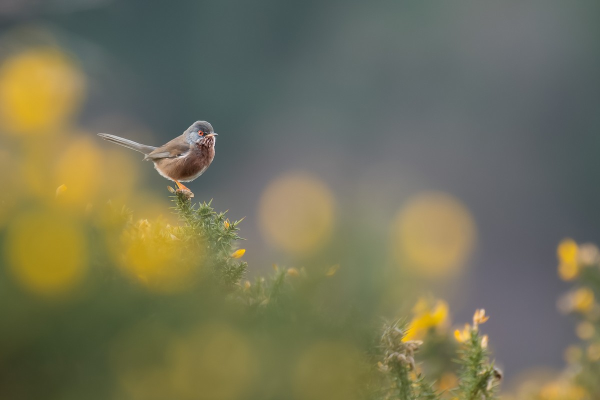 Magnanina comune - ML646203763