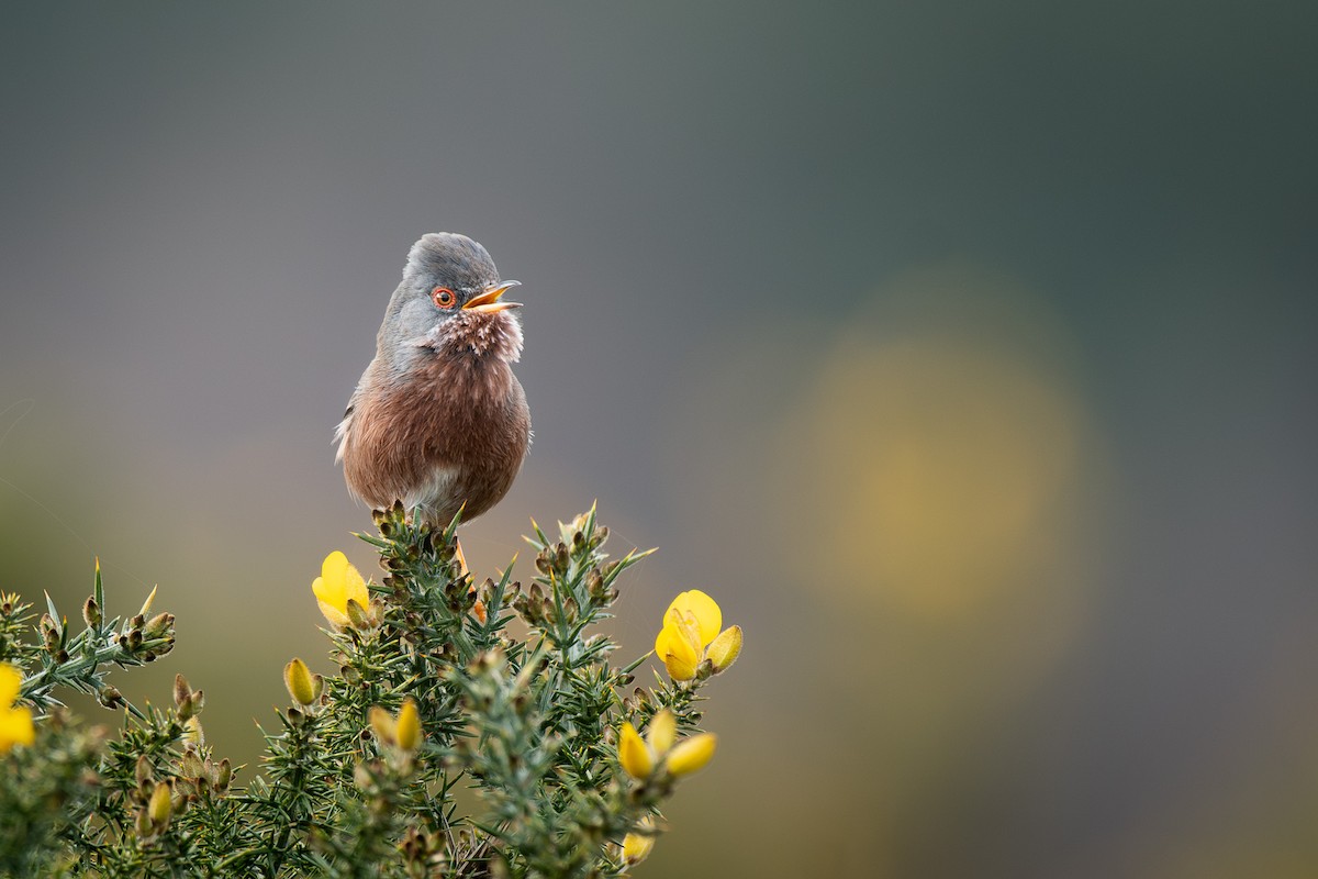 Magnanina comune - ML646203764