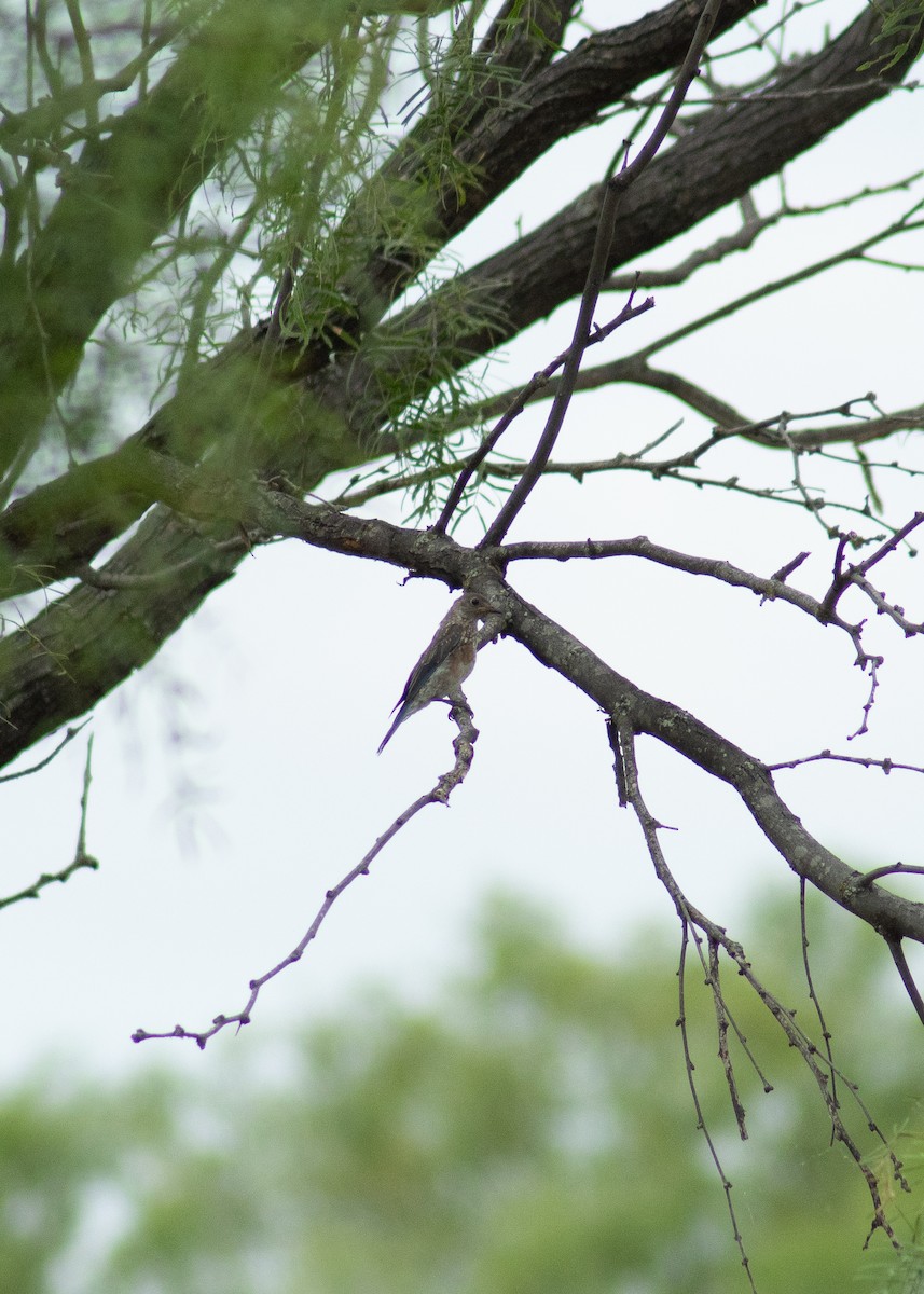 Eastern Bluebird - ML646203767