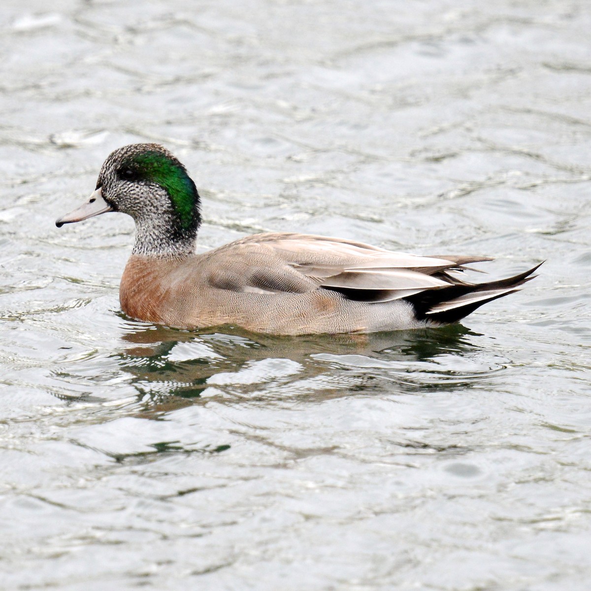 duck sp. - ML646203772