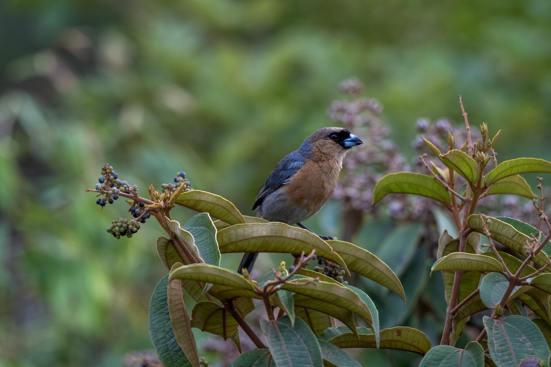 Cinnamon Tanager - ML646203779